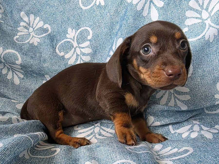 Dachshund for sale in Dublin - photo 3