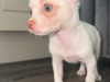 Chihuahua for sale in Kildare - photo 3