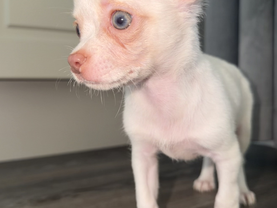 Chihuahua for sale in Kildare - photo 3