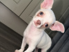 Chihuahua for sale in Kildare - photo 5