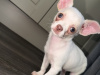 Chihuahua for sale in Kildare - photo 4