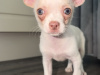 Chihuahua for sale in Kildare - photo 2
