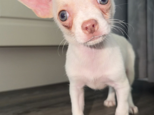 Purebred chihuahuas puppies for sale