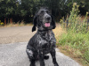 Cocker Spaniel for sale in Dublin - photo 1