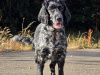 Cocker Spaniel for sale in Dublin - photo 2