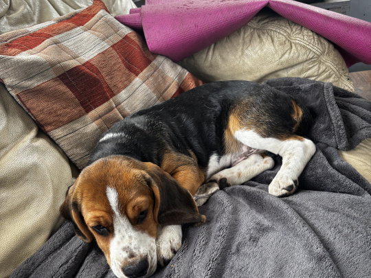 Beagle puppy for sale