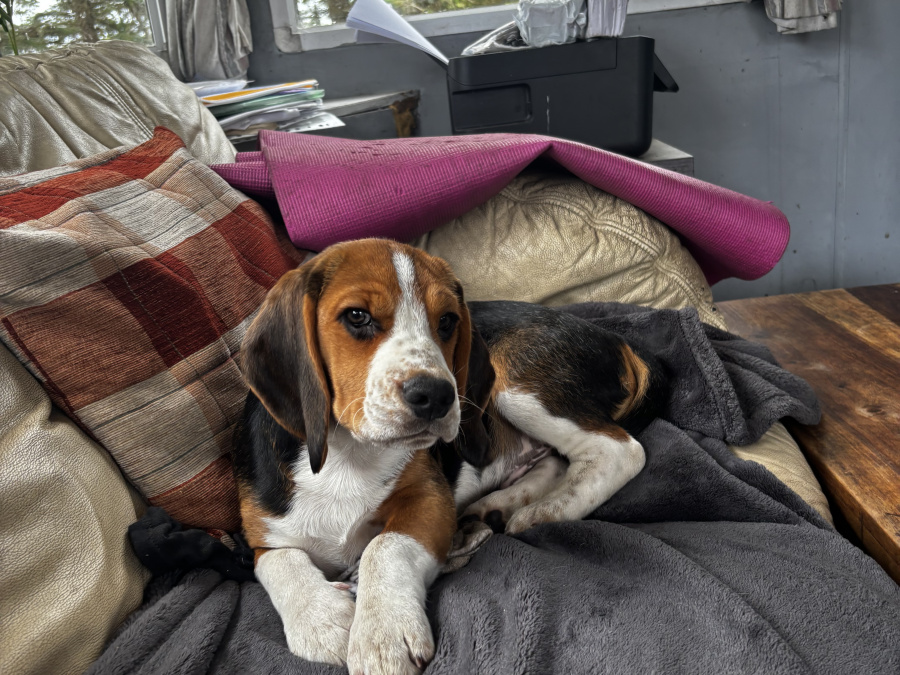Beagle for sale in Donegal - photo 3