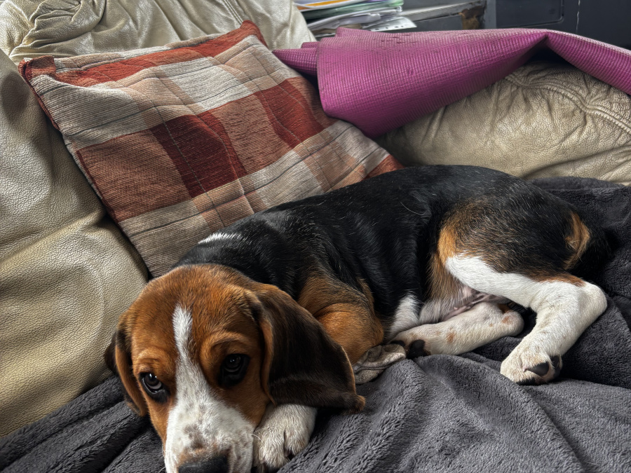 Beagle for sale in Donegal - photo 2