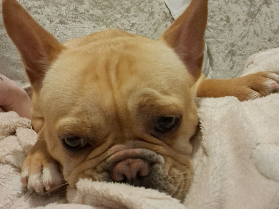 French Bulldog for sale in Kilkenny - photo 3