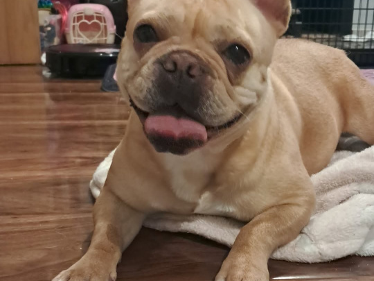 French Bulldog