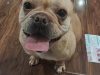 French Bulldog for sale in Kilkenny - photo 2