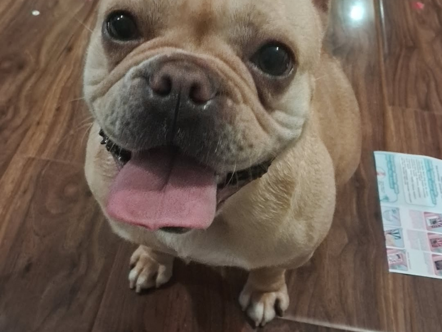 French Bulldog for sale in Kilkenny - photo 2