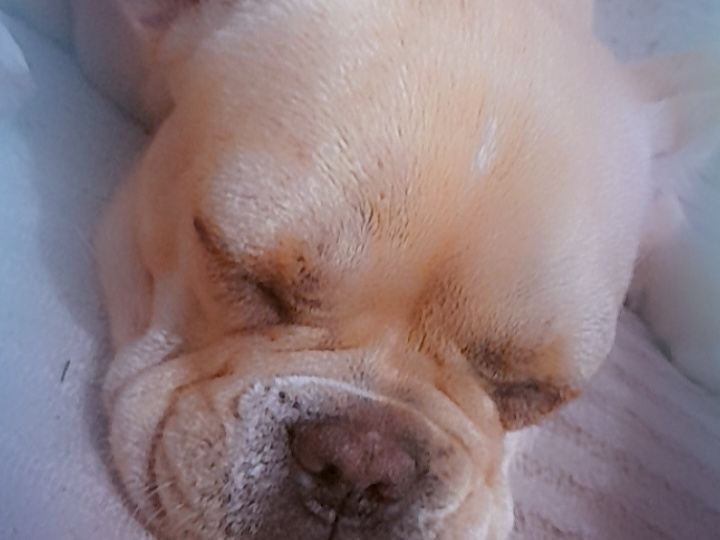 French Bulldog for sale in Kilkenny - photo 4