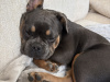 French Bulldog for sale in Dublin - photo 5