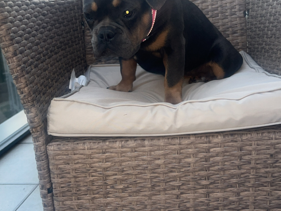 French Bulldog for sale in Dublin - photo 6