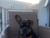 French Bulldog for sale in Dublin - photo 3