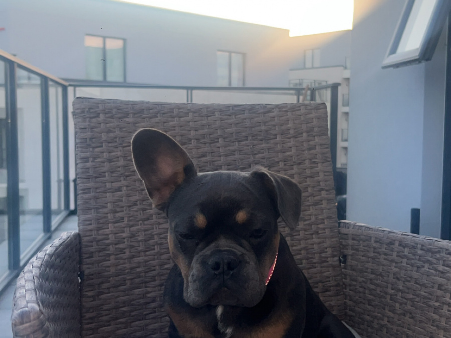 French Bulldog for sale in Dublin - photo 3