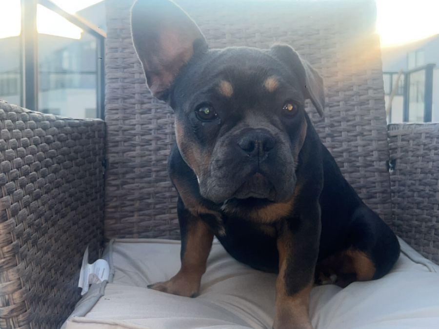 French Bulldog for sale in Dublin - photo 7