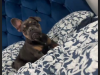 French Bulldog for sale in Dublin - photo 8