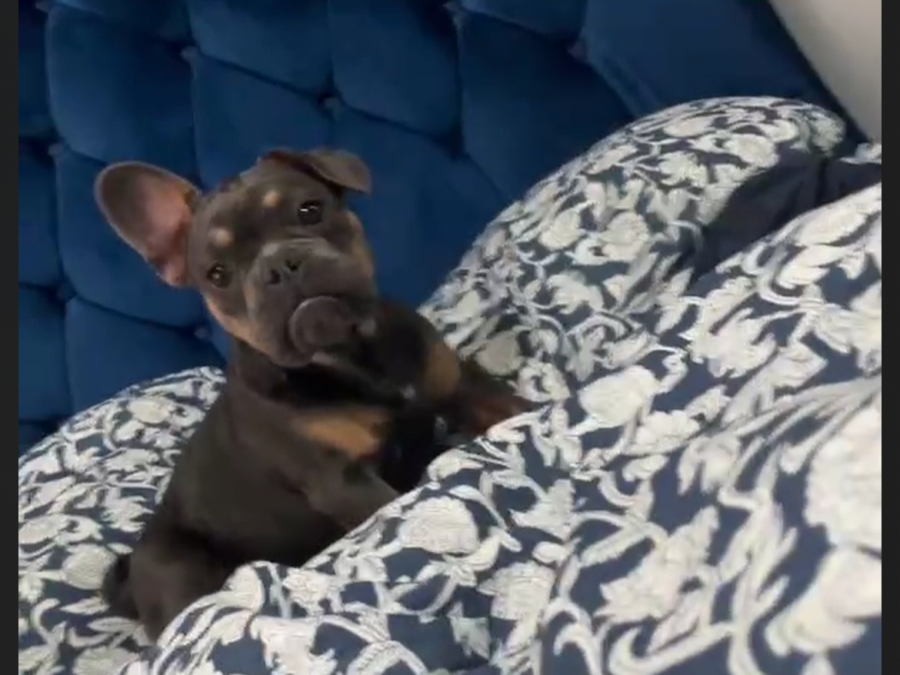 French Bulldog for sale in Dublin - photo 8