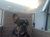 French Bulldog for sale in Dublin - photo 1
