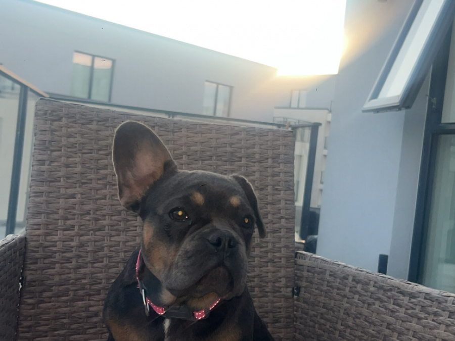 French Bulldog for sale in Dublin - photo 1