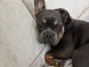 French Bulldog for sale in Dublin - photo 2