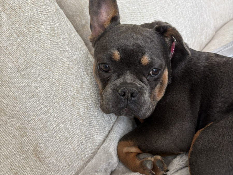 French Bulldog for sale in Dublin - photo 2