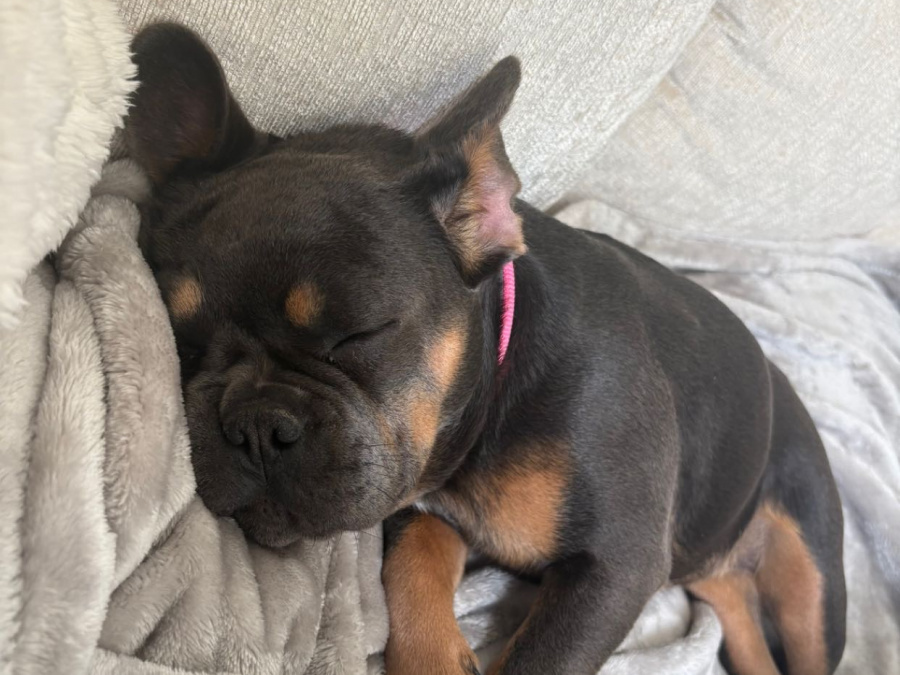 French Bulldog for sale in Dublin - photo 4