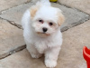 Maltese for sale in Cork - photo 3