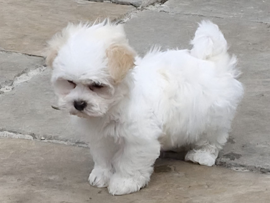 Maltese for sale in Cork - photo 2