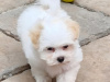 Maltese for sale in Cork - photo 4