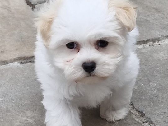 Teddy Bear puppies