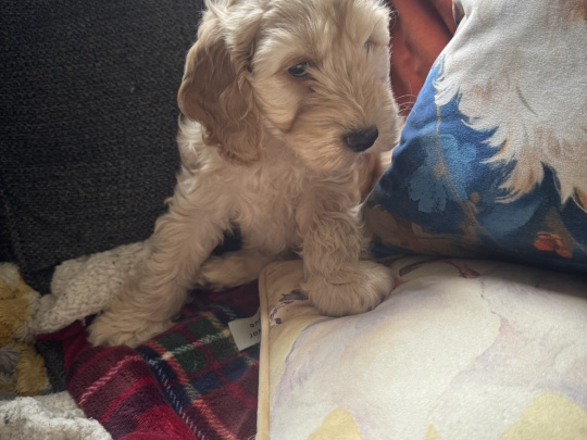 Cockapoo puppy