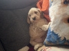 Cockapoo for sale in Kerry - photo 4