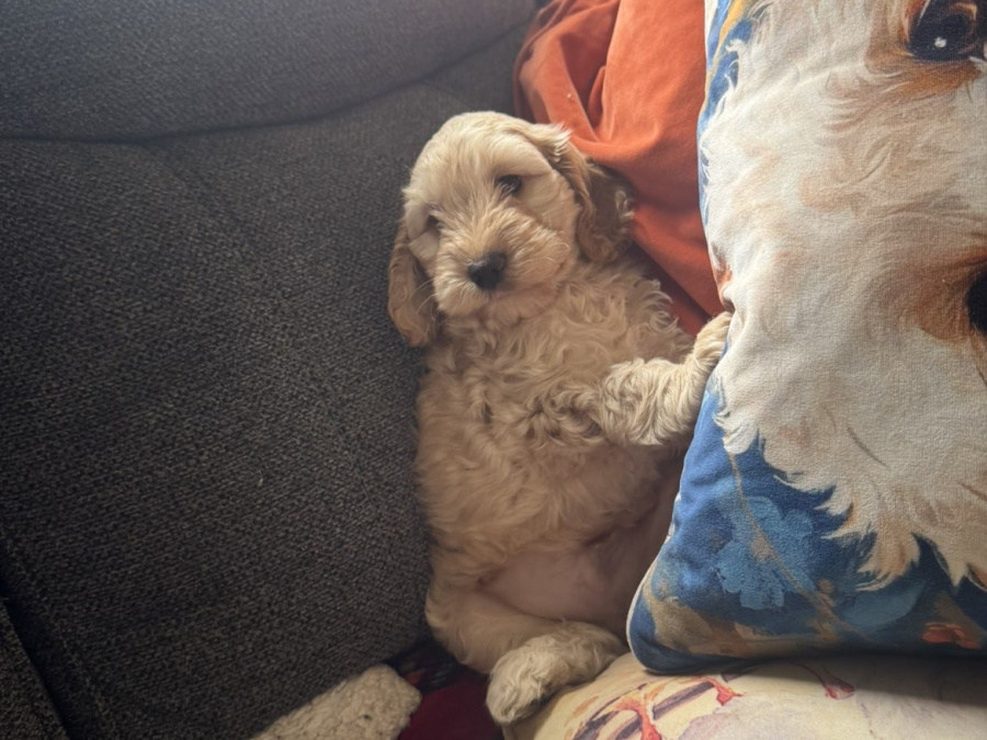 Cockapoo for sale in Kerry - photo 4