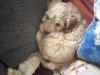 Cockapoo for sale in Kerry - photo 2