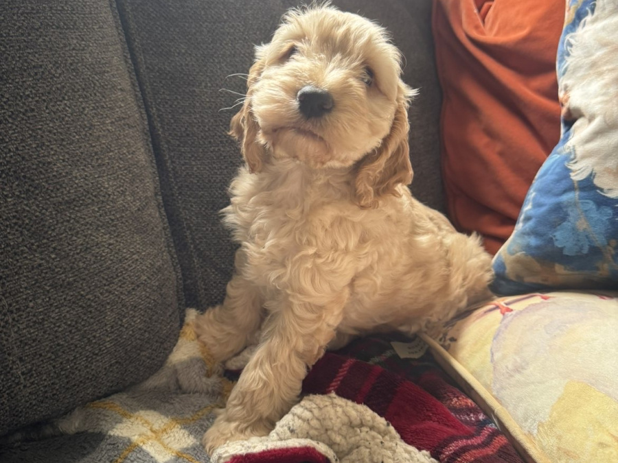 Cockapoo for sale in Kerry - photo 3