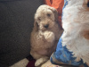 Cockapoo for sale in Kerry - photo 5