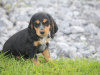 Cocker Spaniel for sale in Galway - photo 1