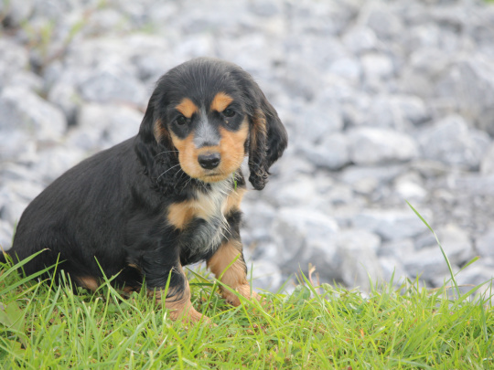 Pure Bred, Show Quality Cocker Spaniel Pups