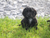 Cocker Spaniel for sale in Galway - photo 2