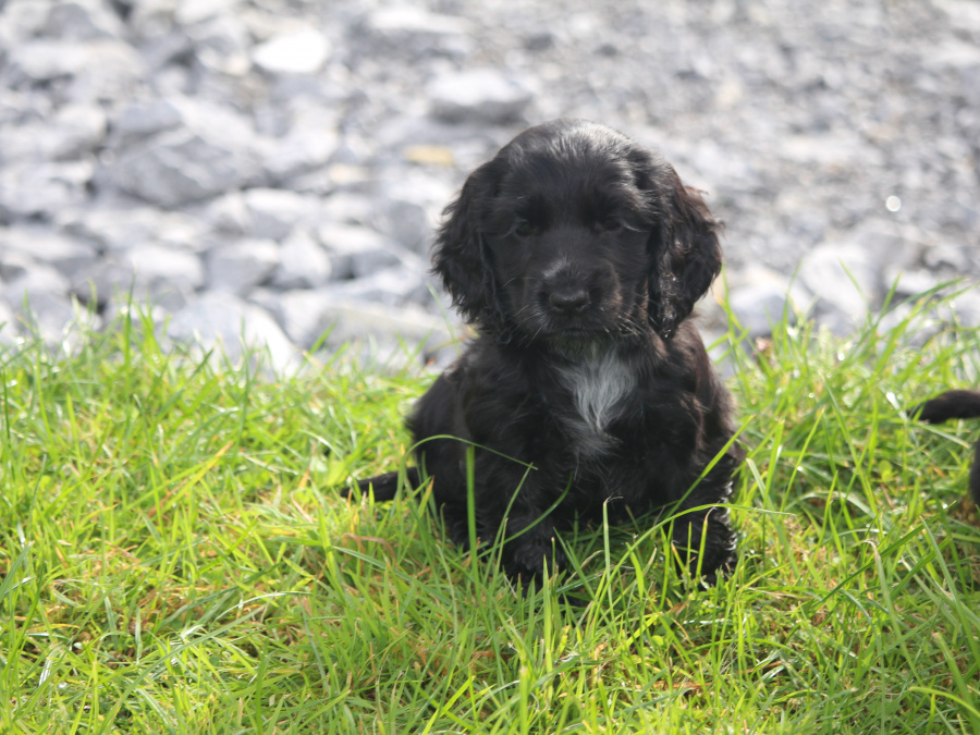 Cocker Spaniel for sale in Galway - photo 2