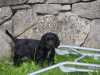 Cocker Spaniel for sale in Galway - photo 3