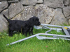 Cocker Spaniel for sale in Galway - photo 4