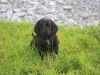 Cocker Spaniel for sale in Galway - photo 5