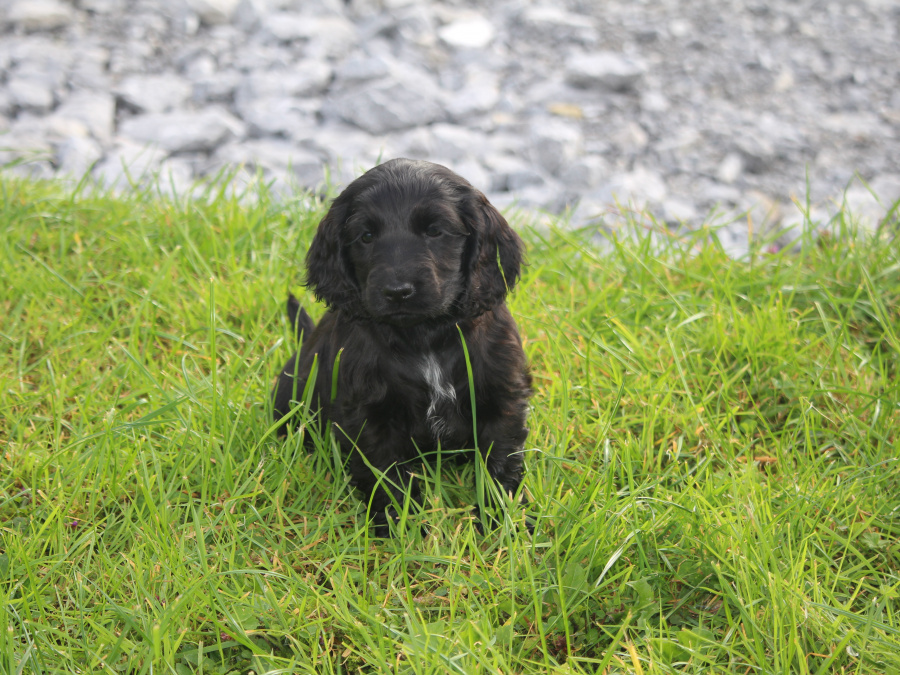 Cocker Spaniel for sale in Galway - photo 5