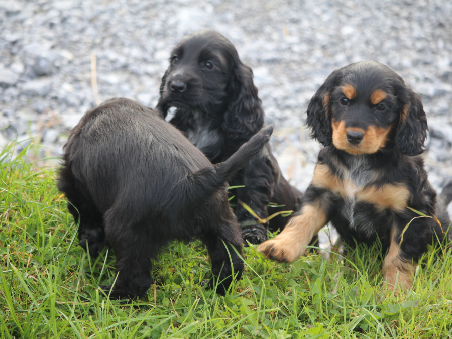 Cocker Spaniel for sale in Galway - photo 6