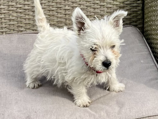 West Highland Terrier