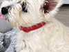 West Highland Terrier for sale in Westmeath - photo 2